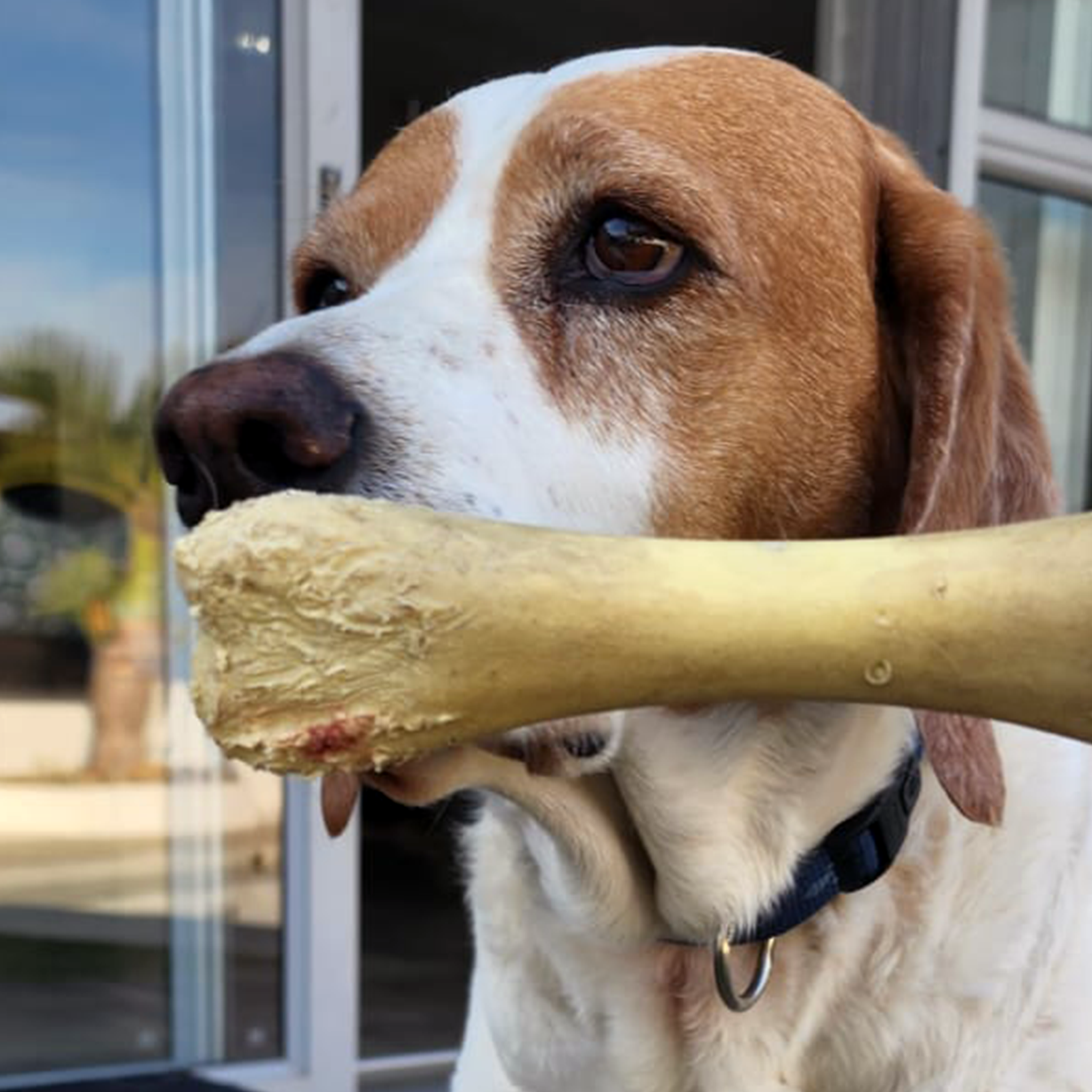 Chick a best sale bone petstages